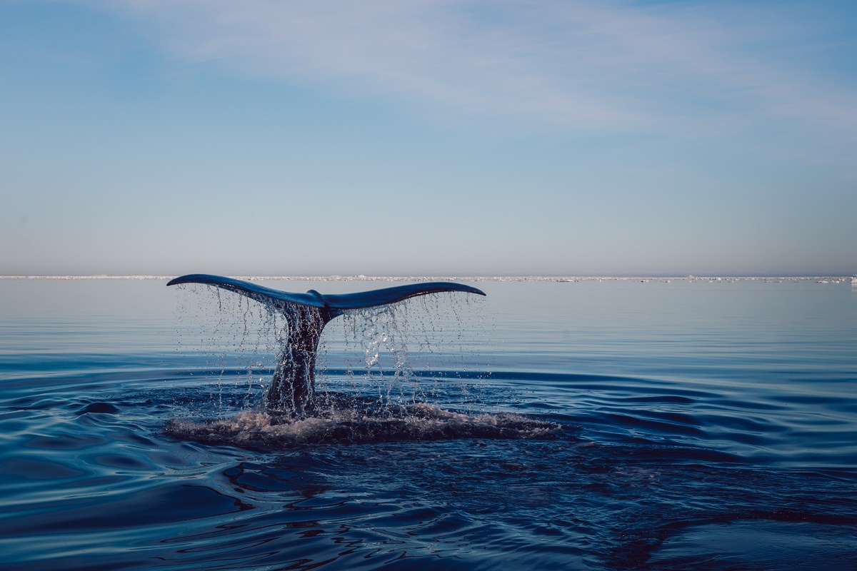 La coda di una balena avvistata a Kulusuk, nella Groenlandia orientale.
