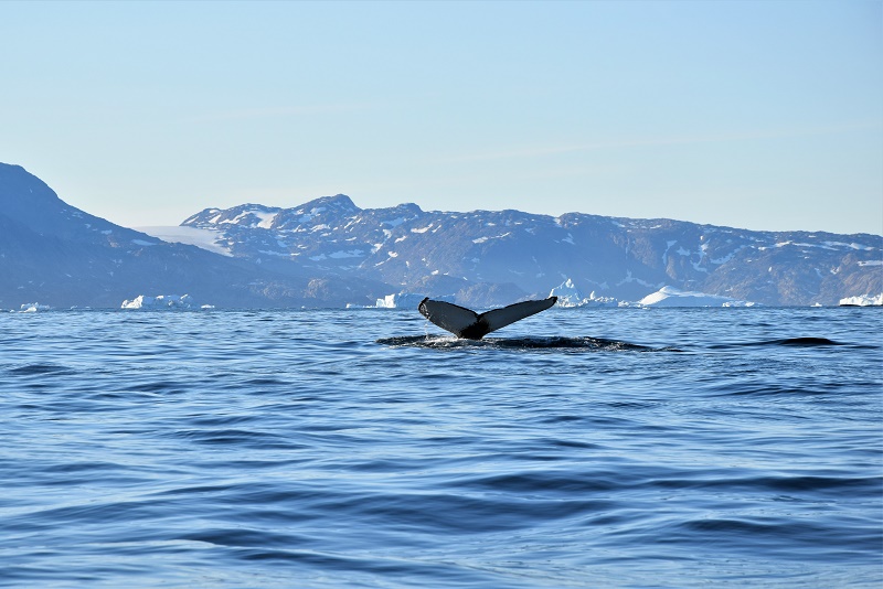 TH2_Greenland_whale Fotografia della coda di una megattera scattata ad agosto 2017 al largo del Semilik Fjord.