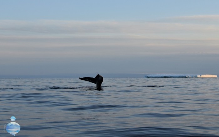Cosa si mangia in Groenlandia? La balena è un cibo diffuso e tradizionale.